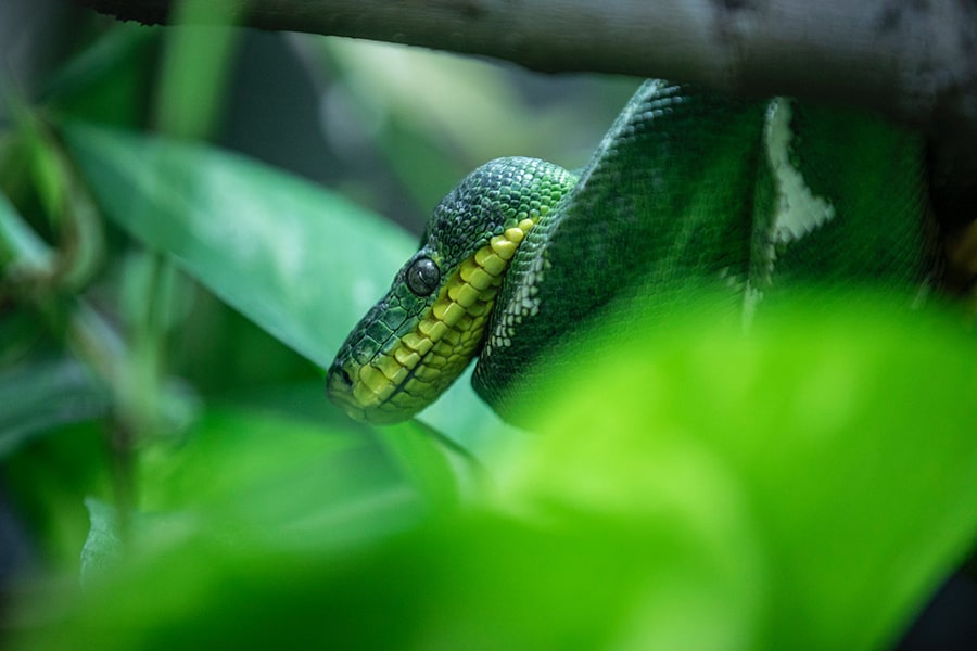 Bạn coi rắn xanh là vật nuôi trong nhà