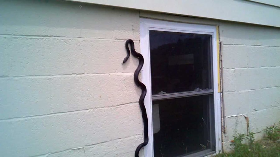 Mơ thấy rắn quấn quanh mình trong nhà